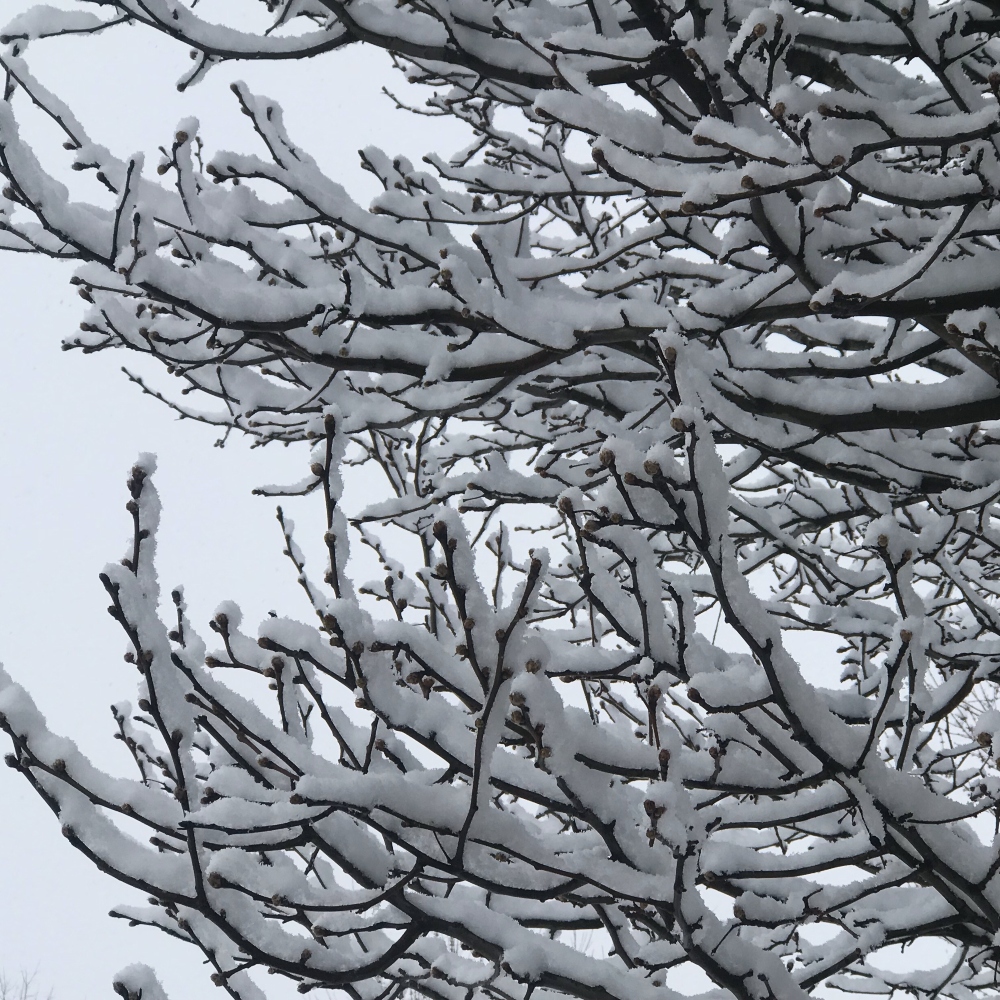 Snow-Covered Road Trippin' Adventure | by Sherri Tilley | Pocono Mountains | Tree Branches